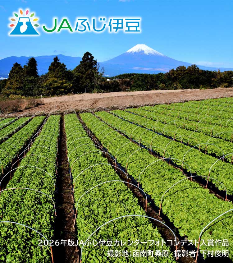 2026年版JAふじ伊豆カレンダーフォトコンテスト入賞作品_11月