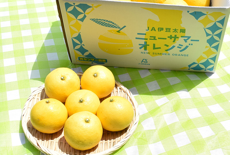 柑橘_伊豆太陽ニューサマーオレンジ