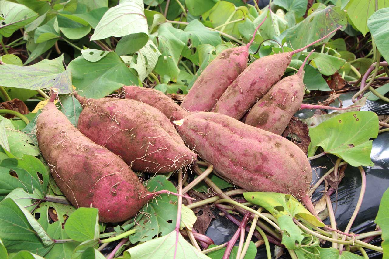 4-9プレゼント(三島甘藷5㎏)