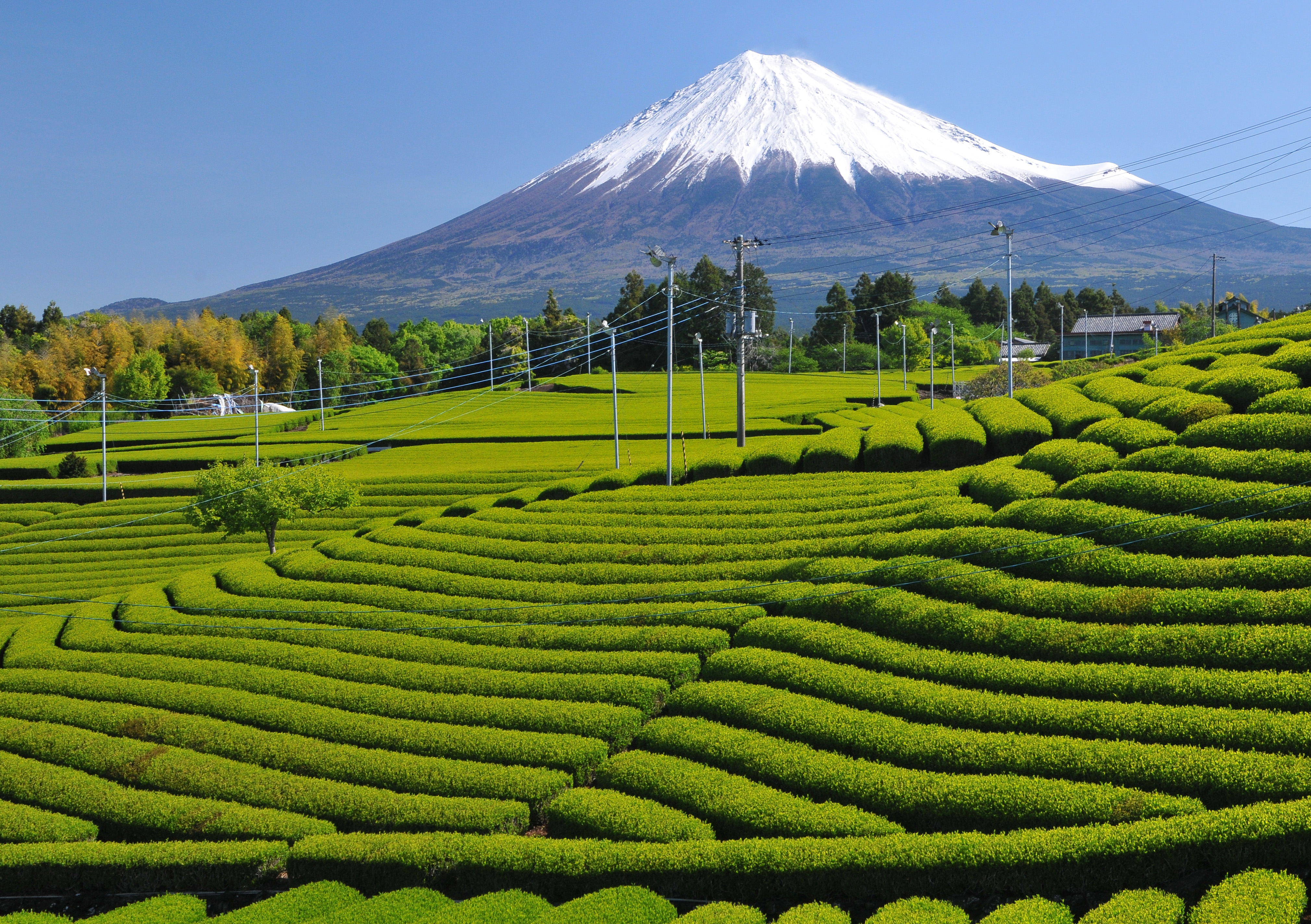 5月 芽吹き